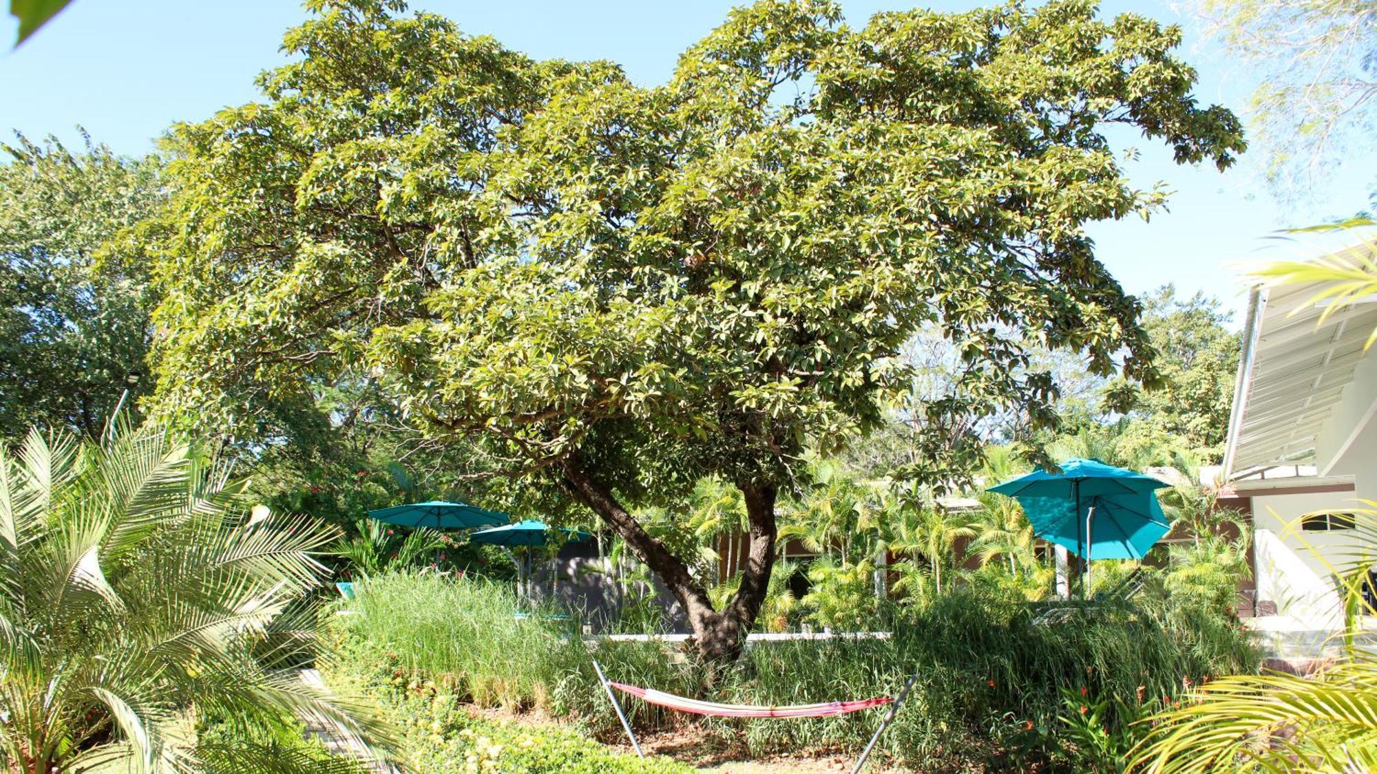 Tee-K Lodge Tamarindo Dış mekan fotoğraf